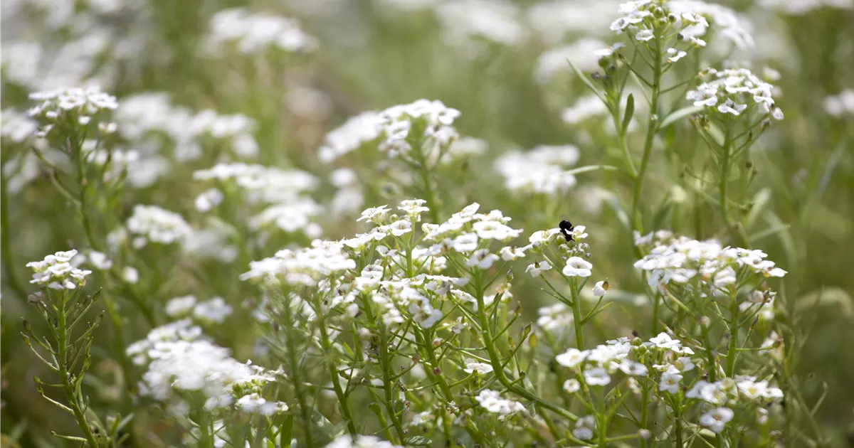 Hvid fedtsten (Sedum album)